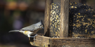 bird feeder