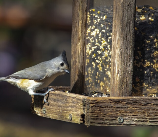 bird feeder