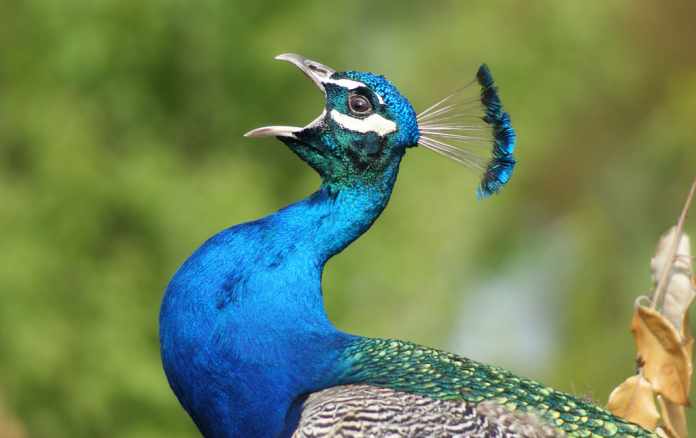 peacock scream
