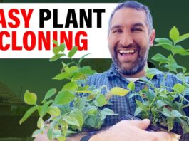 Cloning Plants