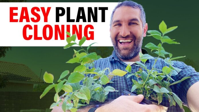 Cloning Plants