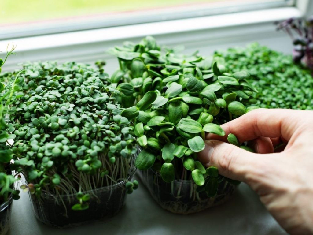 Health Benefits of Microgreens