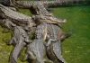 Alligator Vs. Crocodile Size: Which Reptile Is Bigger And Stronger?