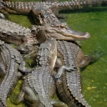 Alligator Vs. Crocodile Size: Which Reptile Is Bigger And Stronger?