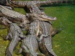 Alligator Vs. Crocodile Size: Which Reptile Is Bigger And Stronger?