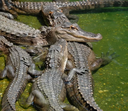 Alligator Vs. Crocodile Size: Which Reptile Is Bigger And Stronger?