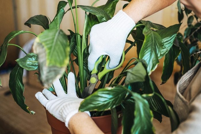How to Save a Dying Plant