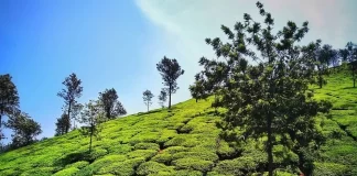 Best Time to Visit Coorg