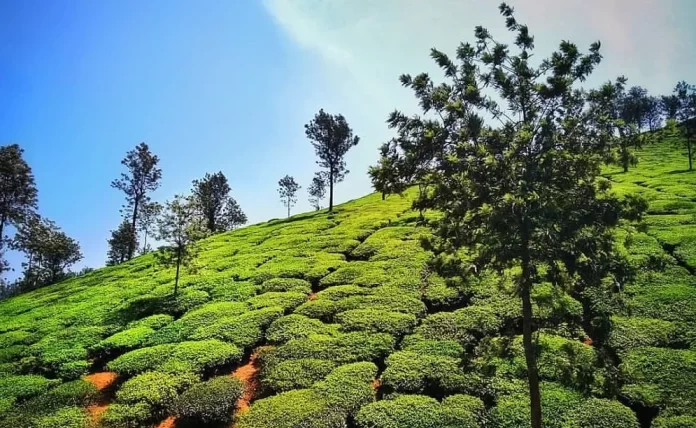 Best Time to Visit Coorg